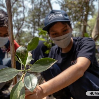 Lindungi Kawasan Pantai, Siswa Program Access dan SMCC Tanam Ratusan Bibit Mangrove