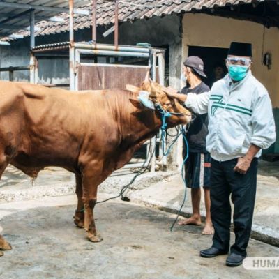 Tebarkan Semangat Berbagi dan Berempati, UNESA Kurban Dua Ekor Sapi dan Satu Ekor Kambing