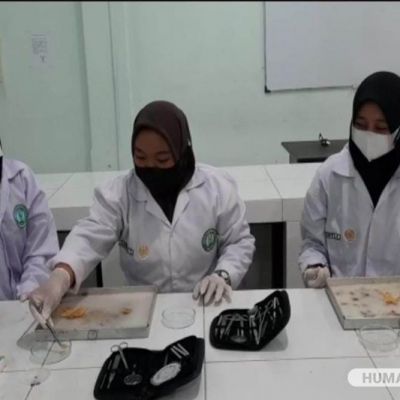 TIM PKM-RE UNESA Teliti Bintang Laut sebagai Bioindikator Logam Berat Timbal