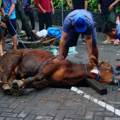 Berbagi Kebahagiaan dan Menebar Kepedulian, Unesa Gelar Penyembelihan Hewan Kurban Idul Adha 1447 H